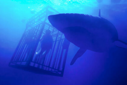 Deux plongeuses en cage entourées de grands requins blancs dans le film 47 Meters Down.